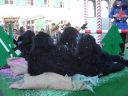 Fasnacht_2008_041.jpg